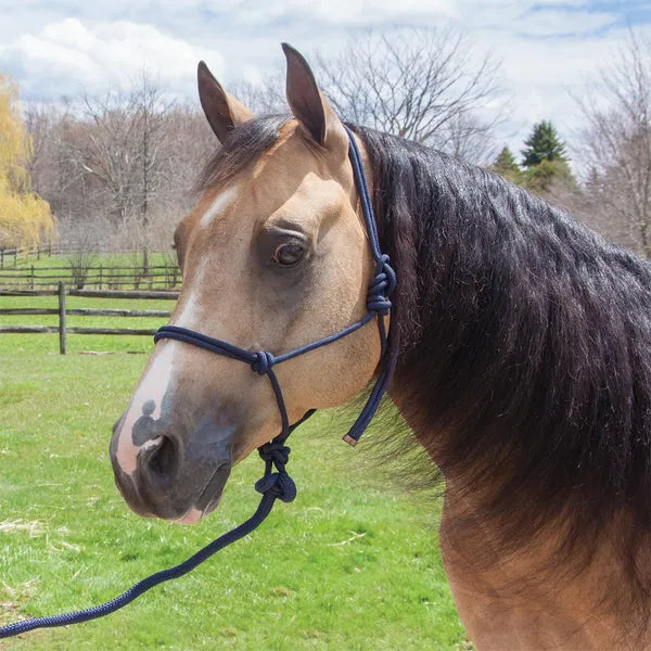 ROPE HALTER AND LEAD