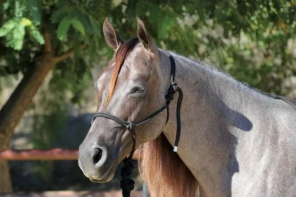 ROPE HALTER AND LEAD