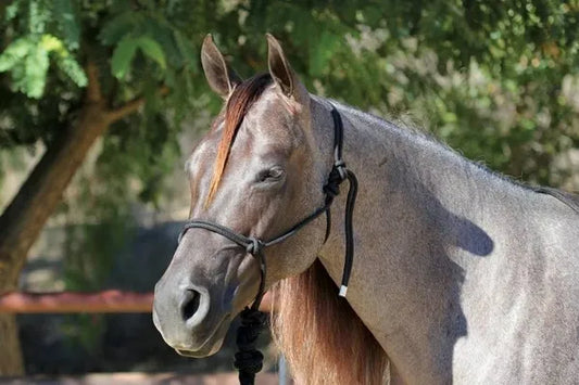 ROPE HALTER AND LEAD