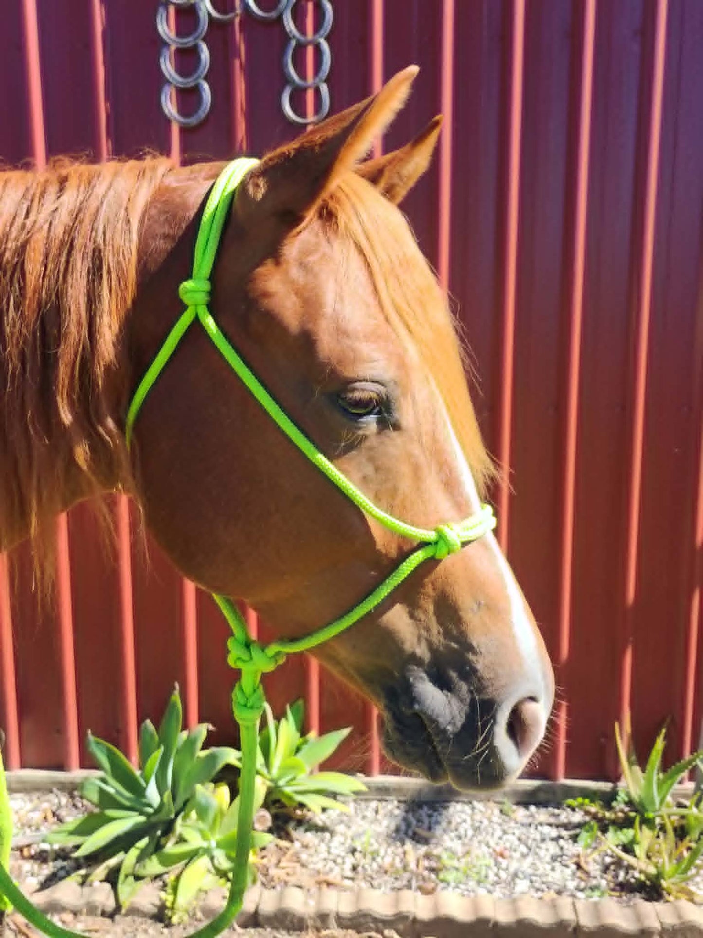 HALTERS